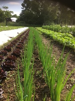 Rows of growing vegetables.