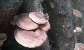 Shiitake mushrooms growing on a log.