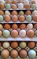 An assortment of eggs of many colors, stacked in trays.