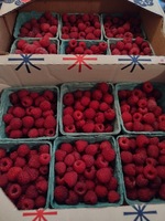 A box full of baskets of raspberries.